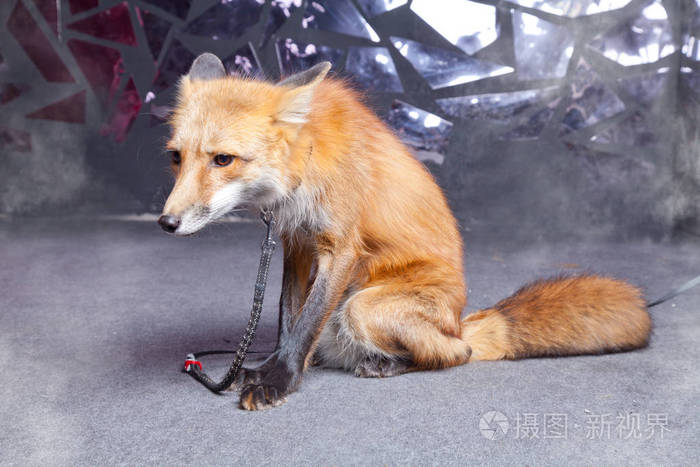 狐狸钱包_小狐狸的钱包_小狐狸钱包被盗了吗