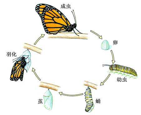 蝴蝶小游戏_手机养蝴蝶游戏_蝴蝶手游官网