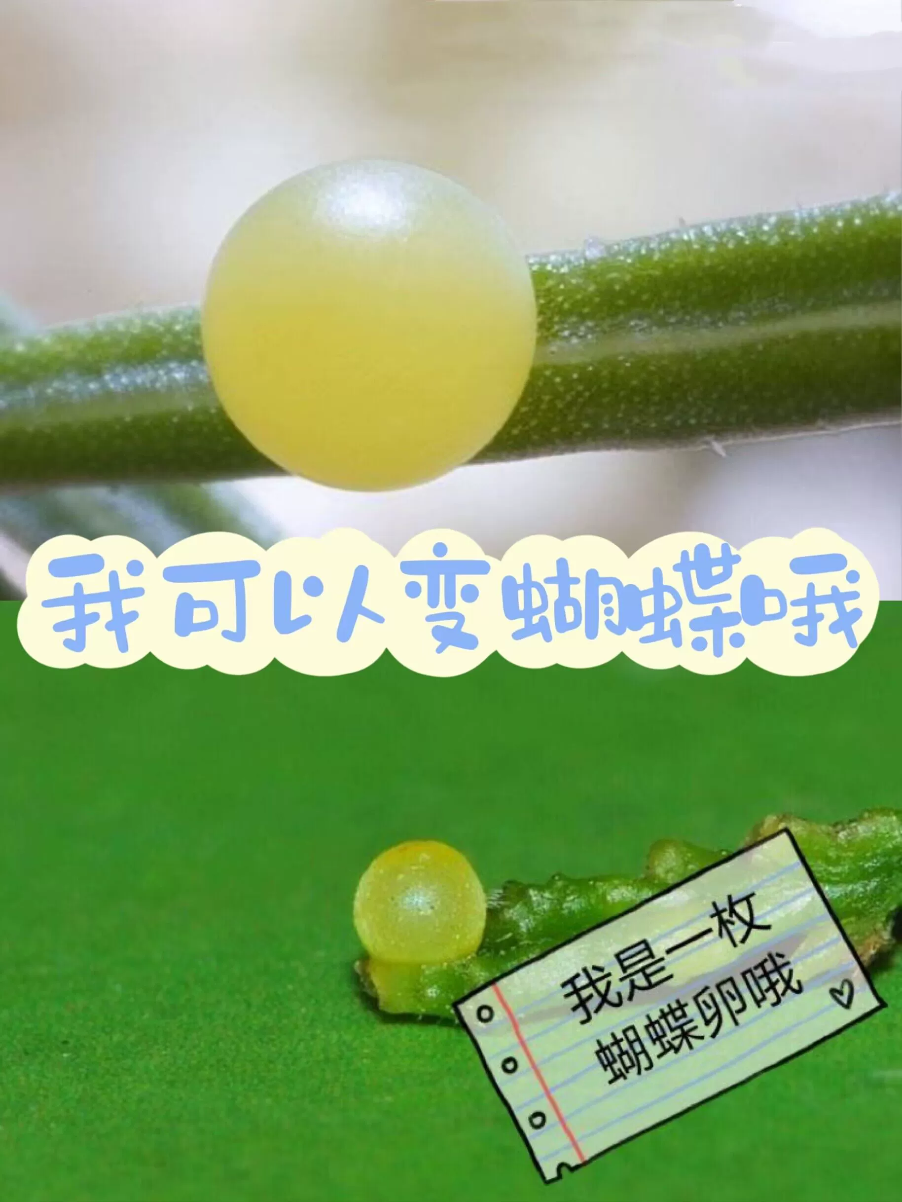 手机养蝴蝶游戏_蝴蝶小游戏_蝴蝶手游官网