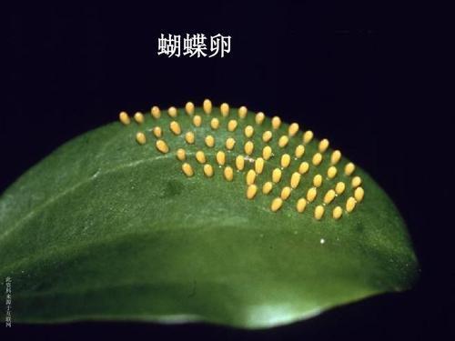 蝴蝶小游戏_手机养蝴蝶游戏_蝴蝶手游官网