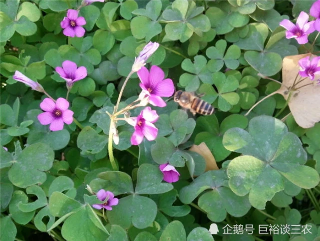 农民小游戏大全_手机游戏五个农民_农民手机游戏大全