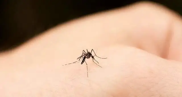 蚊子游戏怎么过关_手机游戏蚊子_蚊子贼多的游戏
