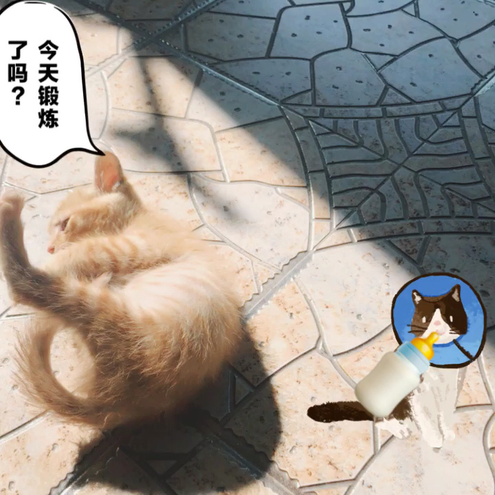 猫咪日常_猫咪日常怎么喂养_猫咪日常视频