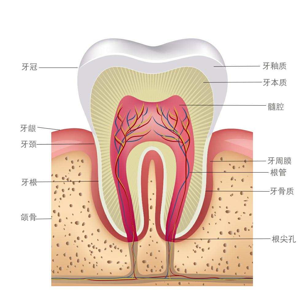 关于牙齿互动小游戏_手机牙齿小游戏_牙齿小游戏大全