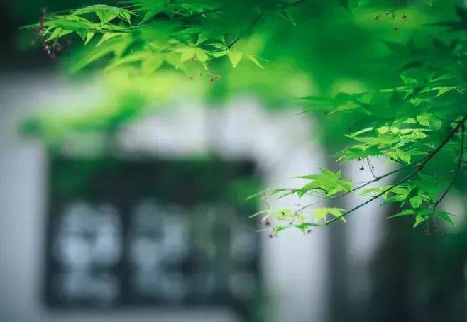 虾米解说荒岛求生1_什么解说荒岛求生_手机游戏解说荒岛求生