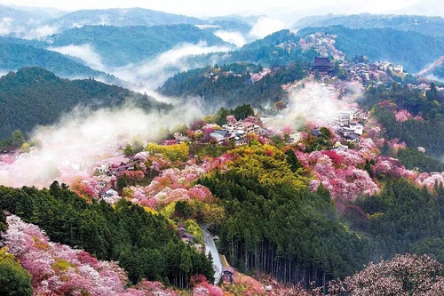 真宫寺樱_真宫寺樱_真宫寺樱