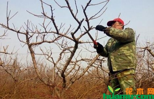 苹果手机pro13多少钱_苹果手机13pro_苹果手机pro13尺寸