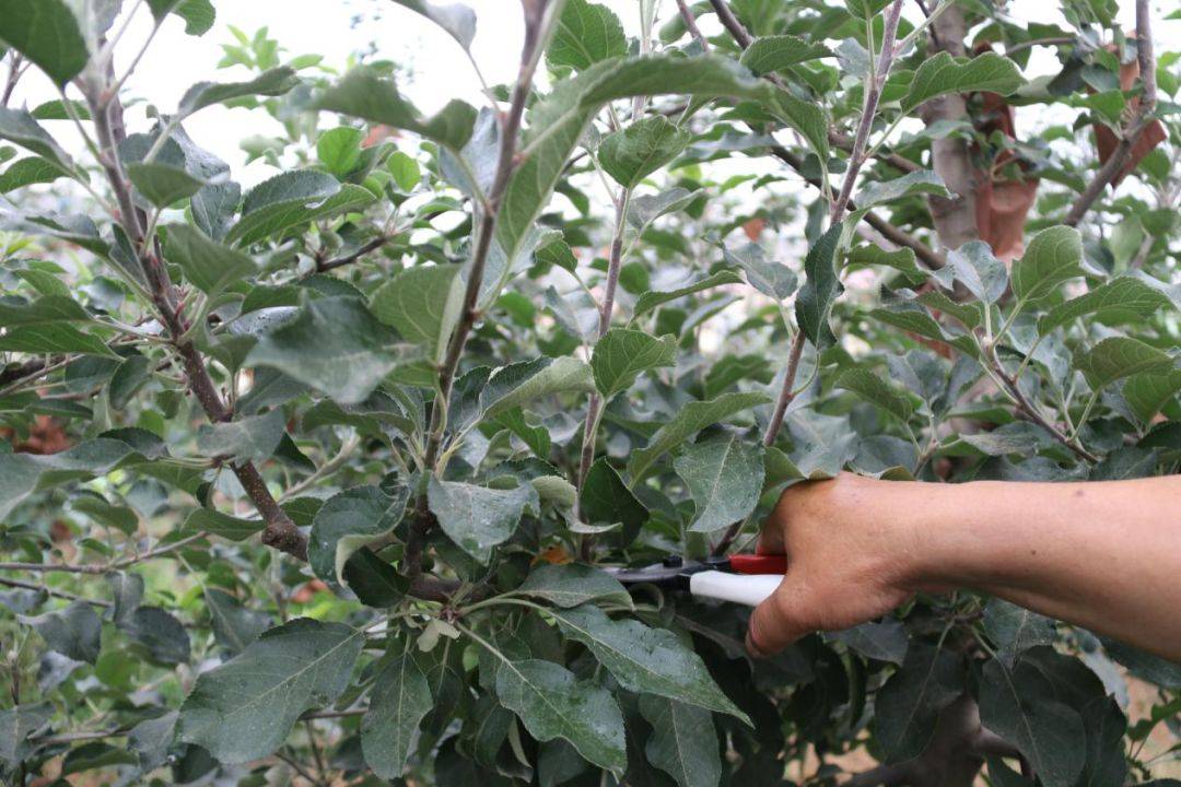 苹果手机pro13尺寸_苹果手机13pro_苹果手机pro13多少钱