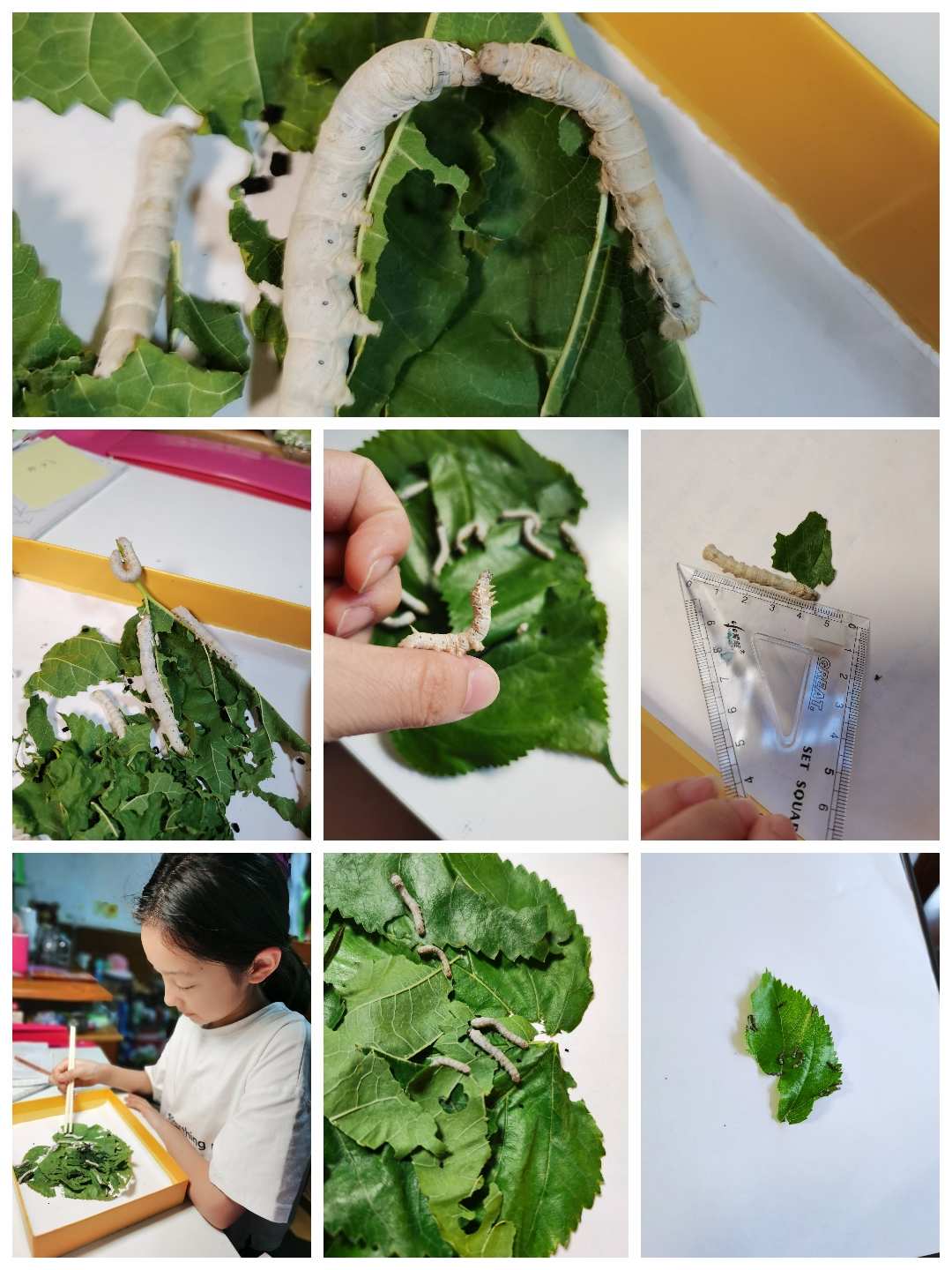 蚕宝宝乐园_蚕宝宝农场游戏_手机游戏蚕宝宝