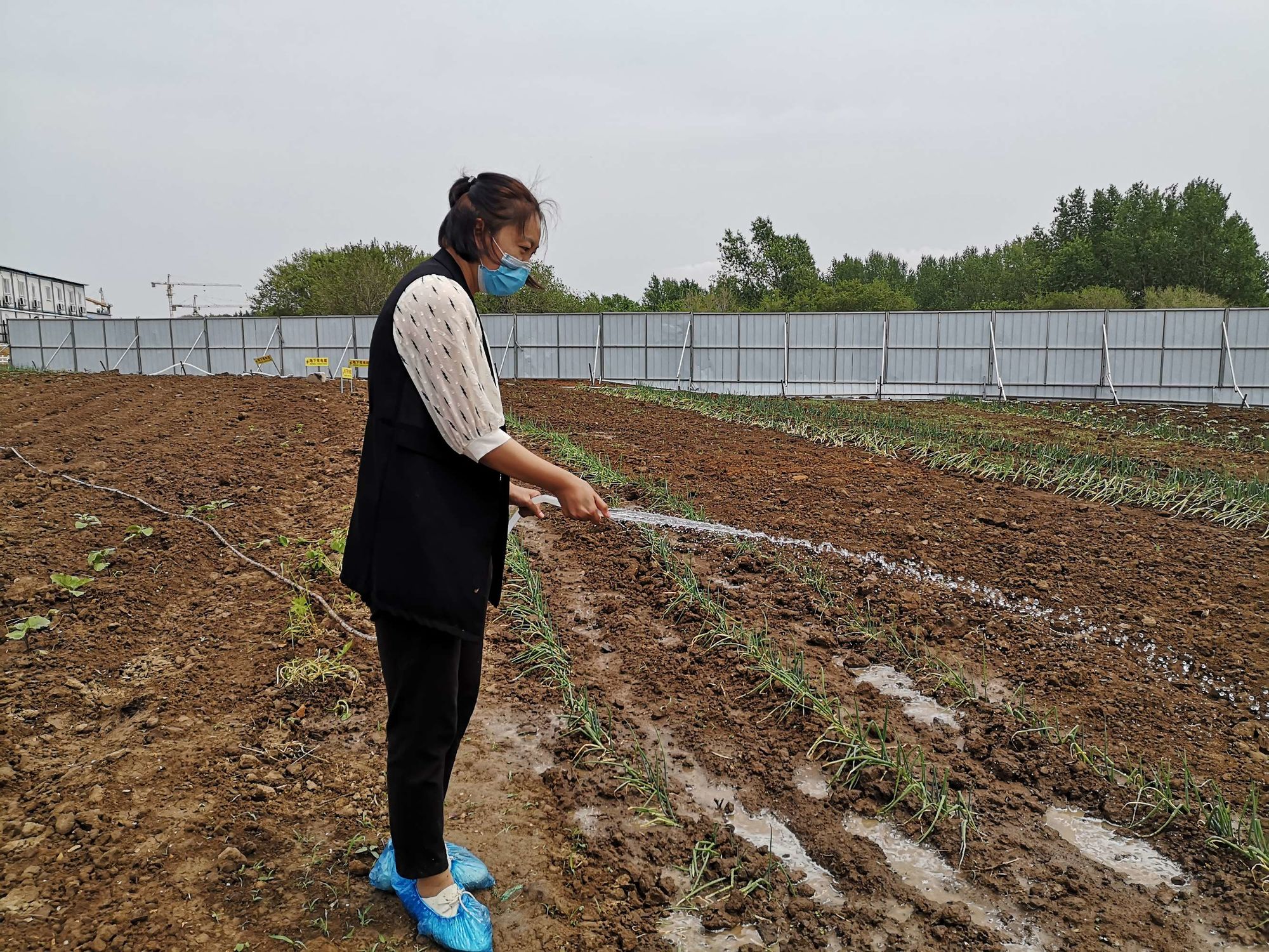 种菜游戏app_种菜小游戏手机游戏_种菜的手机游戏