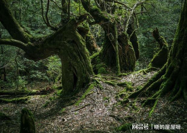 奥瑞利安_奥瑞利安是什么英雄_奥瑞利安多少钱