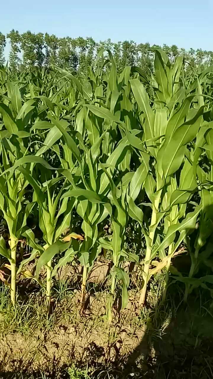 农场种植小游戏_好玩的农场种植游戏_手机农场种地游戏