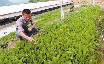 农场种植小游戏_好玩的农场种植游戏_手机农场种地游戏