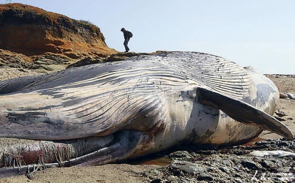 死亡搁浅_搁浅死亡的鲸鱼可以放回海里吗_搁浅死亡是什么意思