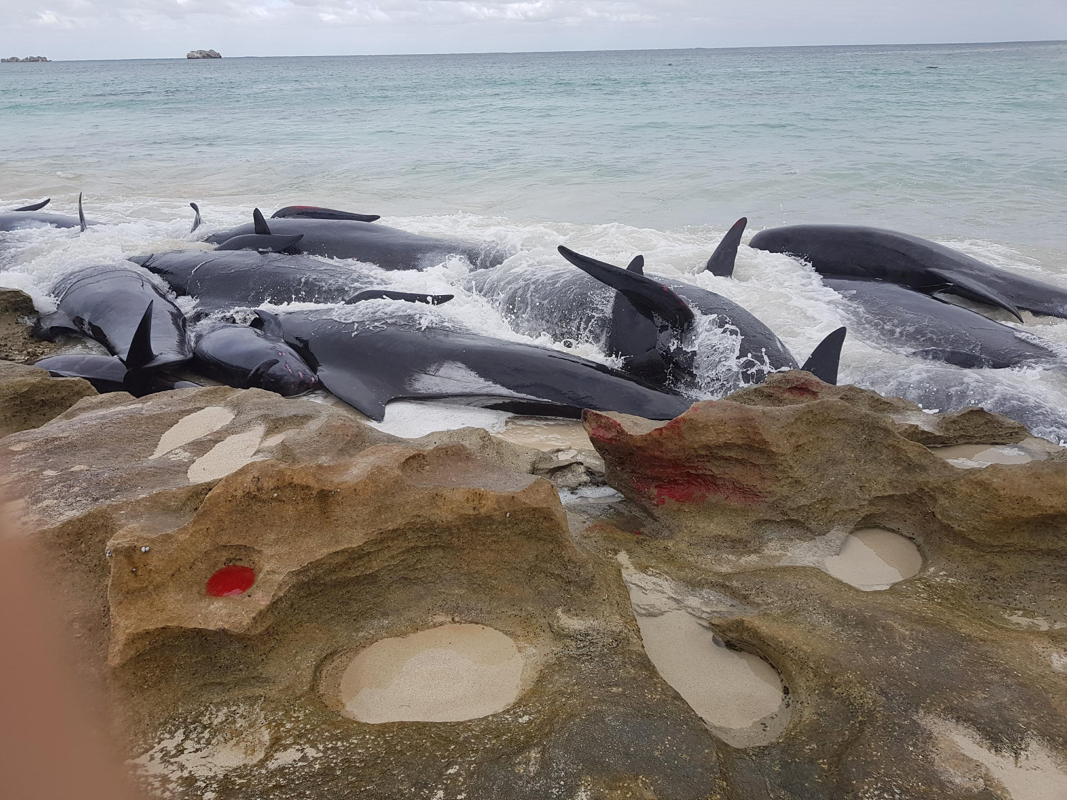 搁浅死亡的鲸鱼可以放回海里吗_死亡搁浅_搁浅死亡是什么意思