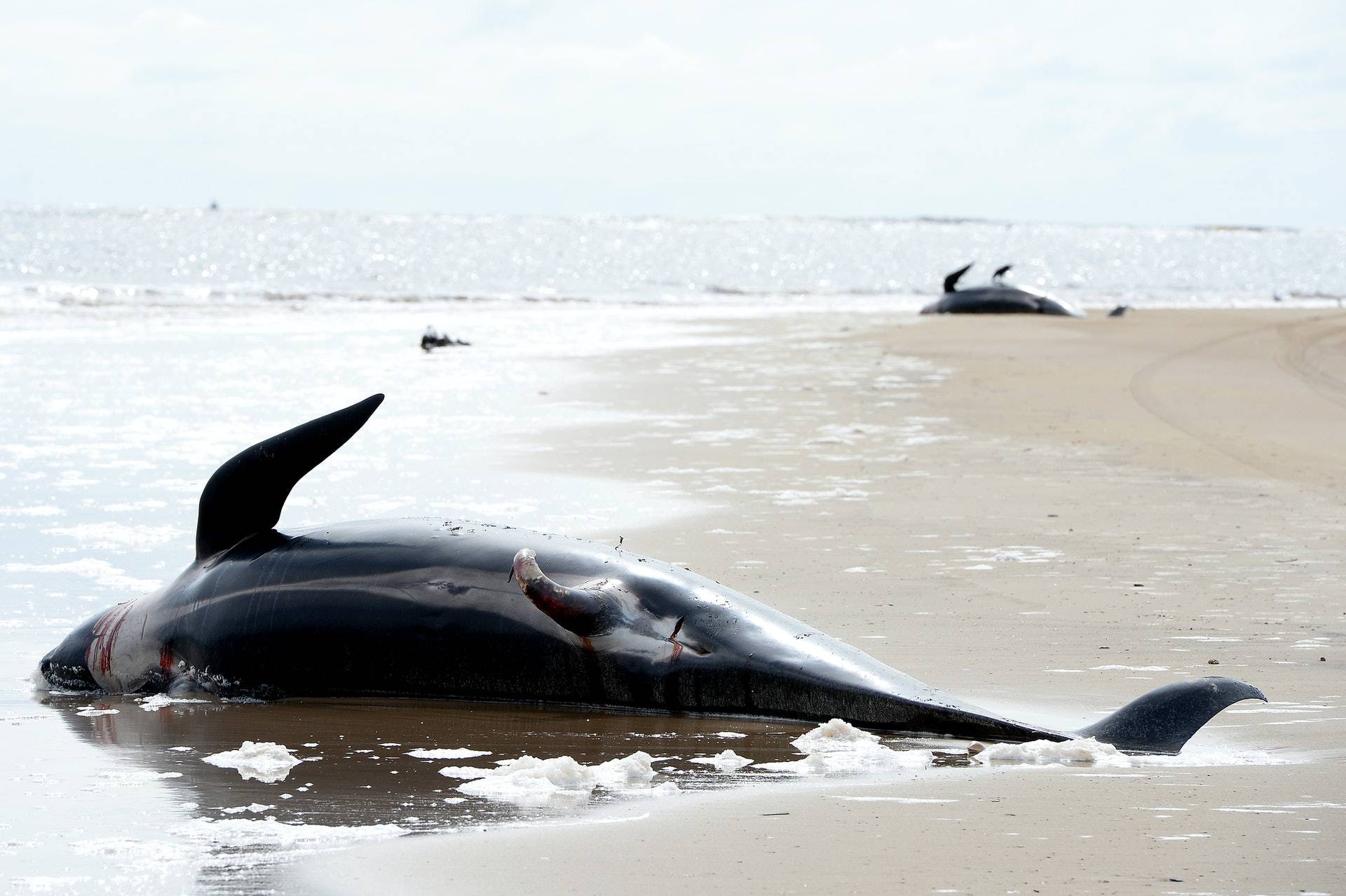 搁浅死亡的鲸鱼可以放回海里吗_死亡搁浅_搁浅死亡是什么意思