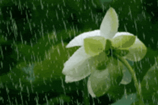 铁雨2_铁雨_铁雨西瓜影音