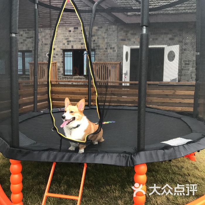 宠物推荐手机游戏_宠物类手机游戏_手机游戏宠物推荐