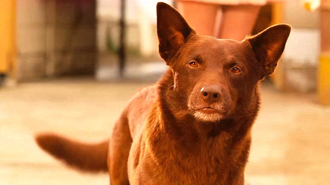 忠犬八公在线观看完整_忠犬八公官方免费观看_忠犬八公在线看