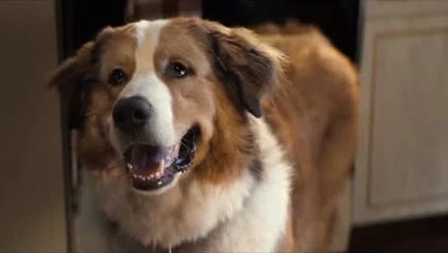 忠犬八公官方免费观看_忠犬八公在线看_忠犬八公在线观看完整