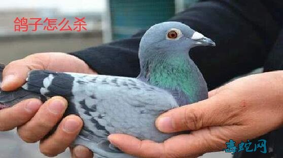 意味明显_意味不明_意味明显是什么意思