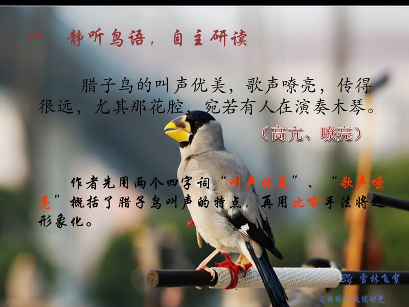 鸟语翻译器在线使用_翻译鸟语的神器_鸟语翻译器在线翻译