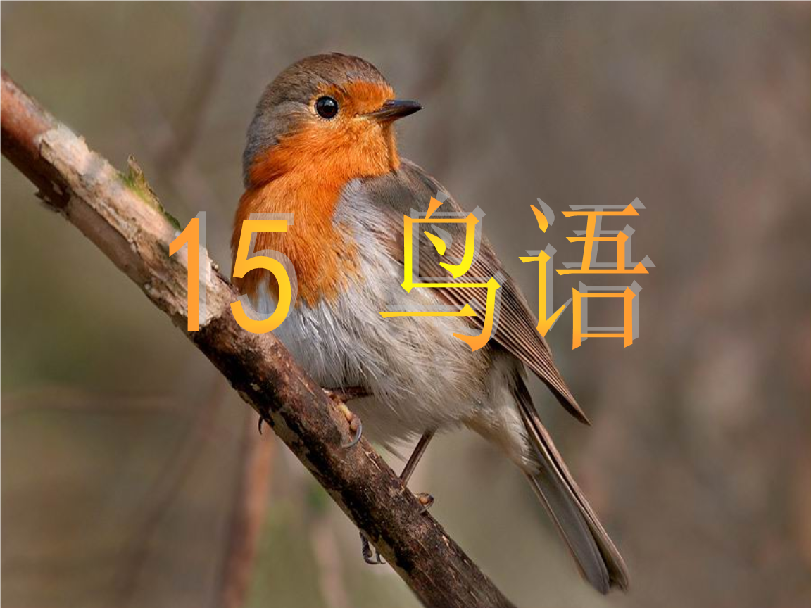 鸟语翻译器在线翻译_翻译鸟语的神器_鸟语翻译器在线使用