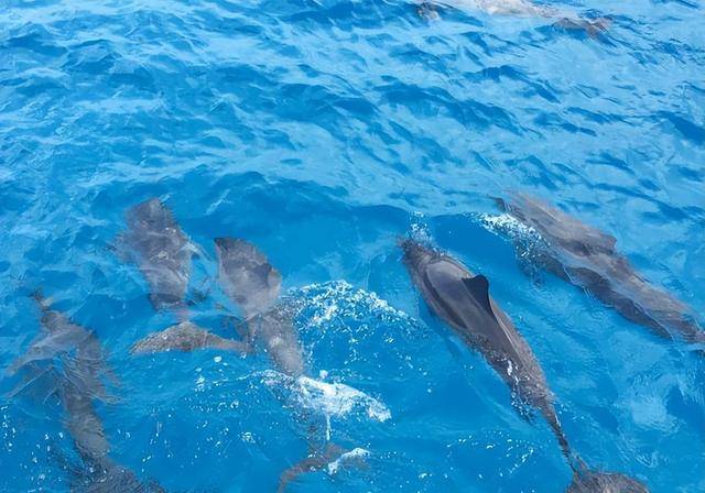 电影海豚湾是真的吗_海豚湾电影_海豚湾电影英文名