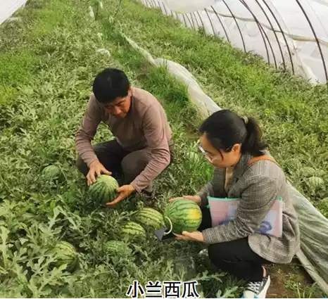 种瓜点豆_最值系列之瓜豆原理_瓜豆分剖