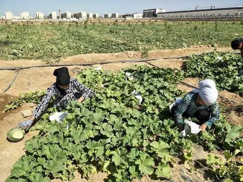 最值系列之瓜豆原理_种瓜点豆_瓜豆分剖
