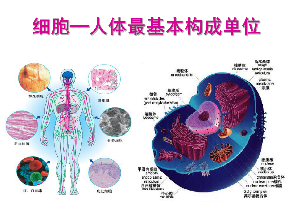 游戏分解细胞手机怎么玩_分解细胞是什么_手机游戏细胞分解游戏