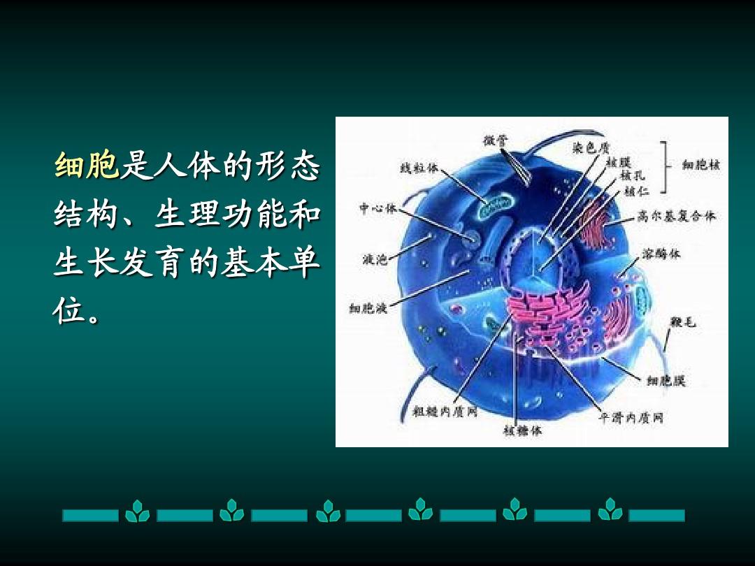 手机游戏细胞分解游戏_游戏分解细胞手机怎么玩_分解细胞是什么