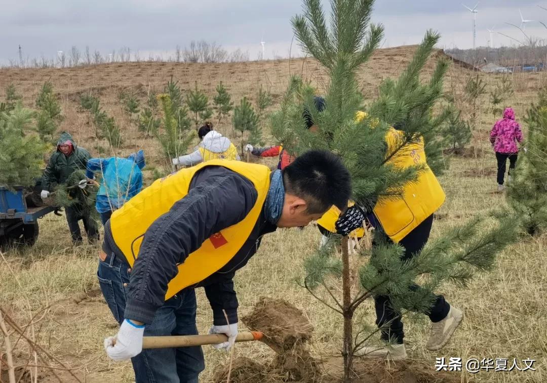 植树类手机游戏有哪些_种树的手机游戏_植树类手机游戏