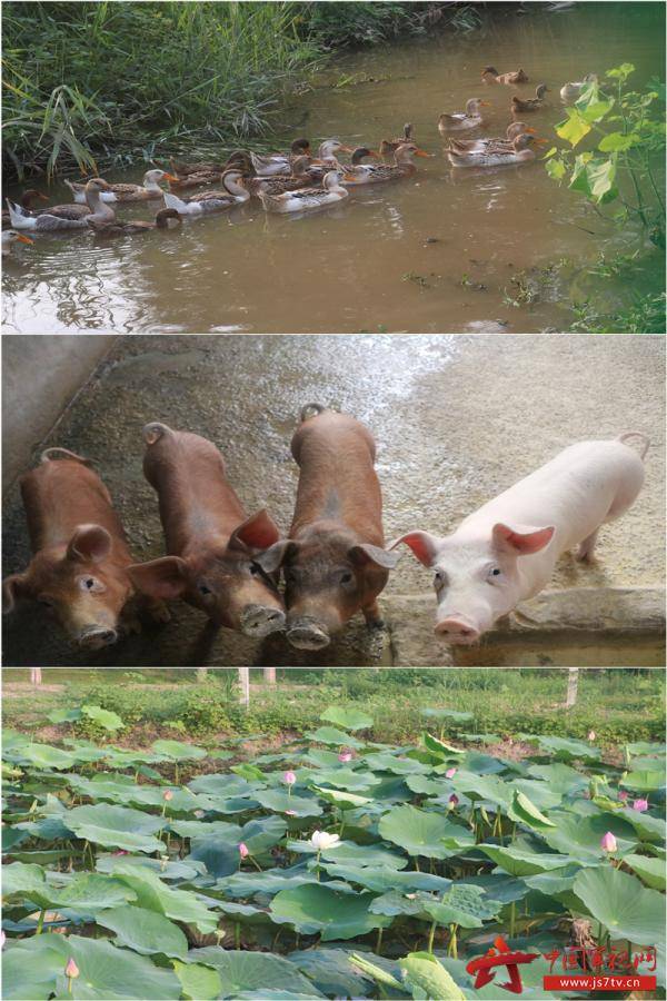 农场手机游戏单机破解_手机游戏农场farm_farm农场单机游戏