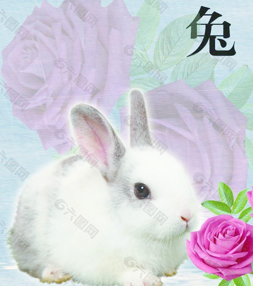 兔年是哪几年生的_兔年生是文昌星_兔年生是几岁