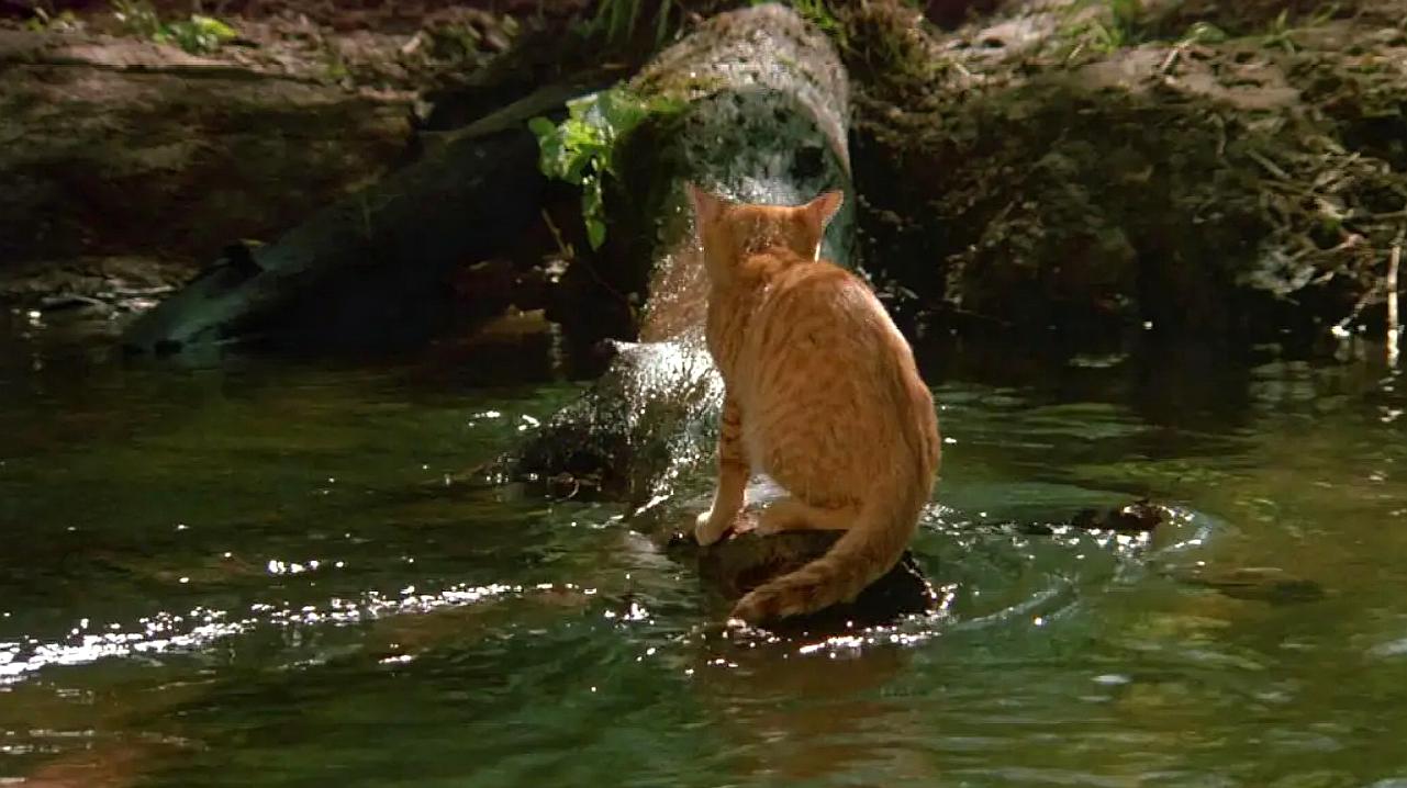 小猫钓鱼_小猫钓鱼游戏正版_小猫钓鱼中文版下载