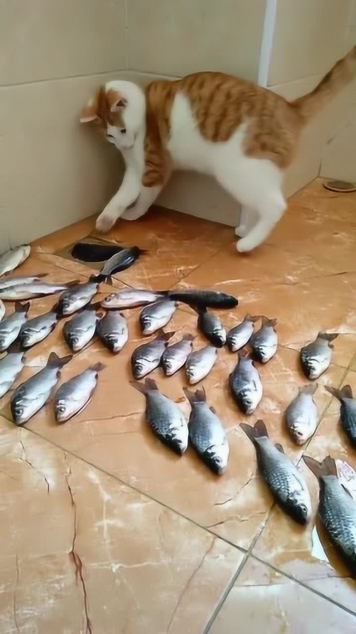 小猫钓鱼中文版下载_小猫钓鱼游戏正版_小猫钓鱼