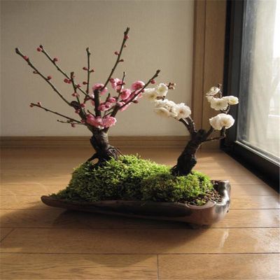 梅花修剪造型图_手机游戏修剪梅花_梅花修剪技术图解