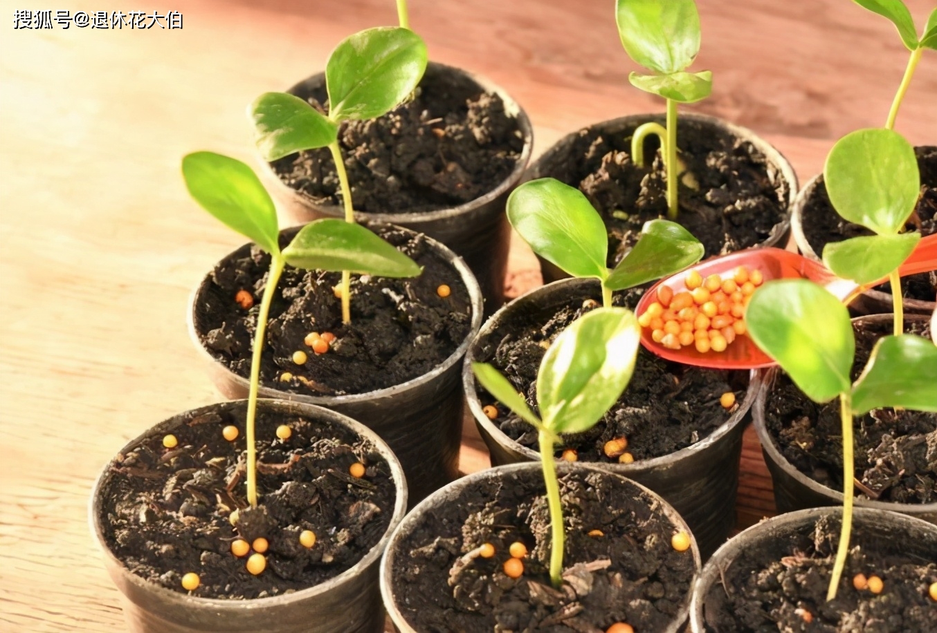 养植物的小游戏_养植物手机游戏叫什么_手机养植物的游戏