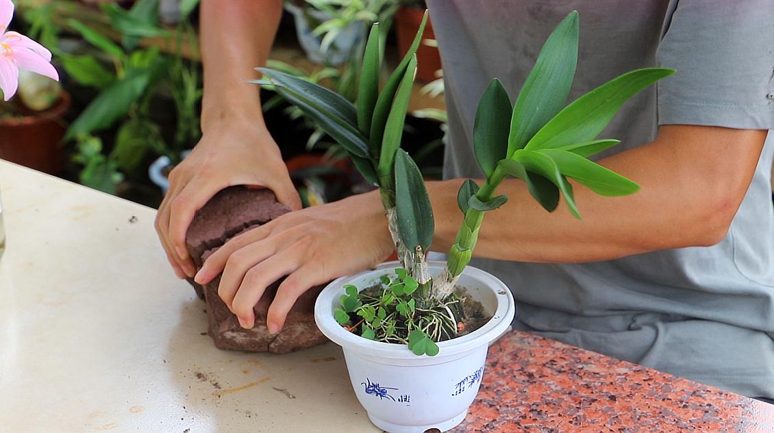 养植物的小游戏_手机养植物的游戏_养植物手机游戏叫什么