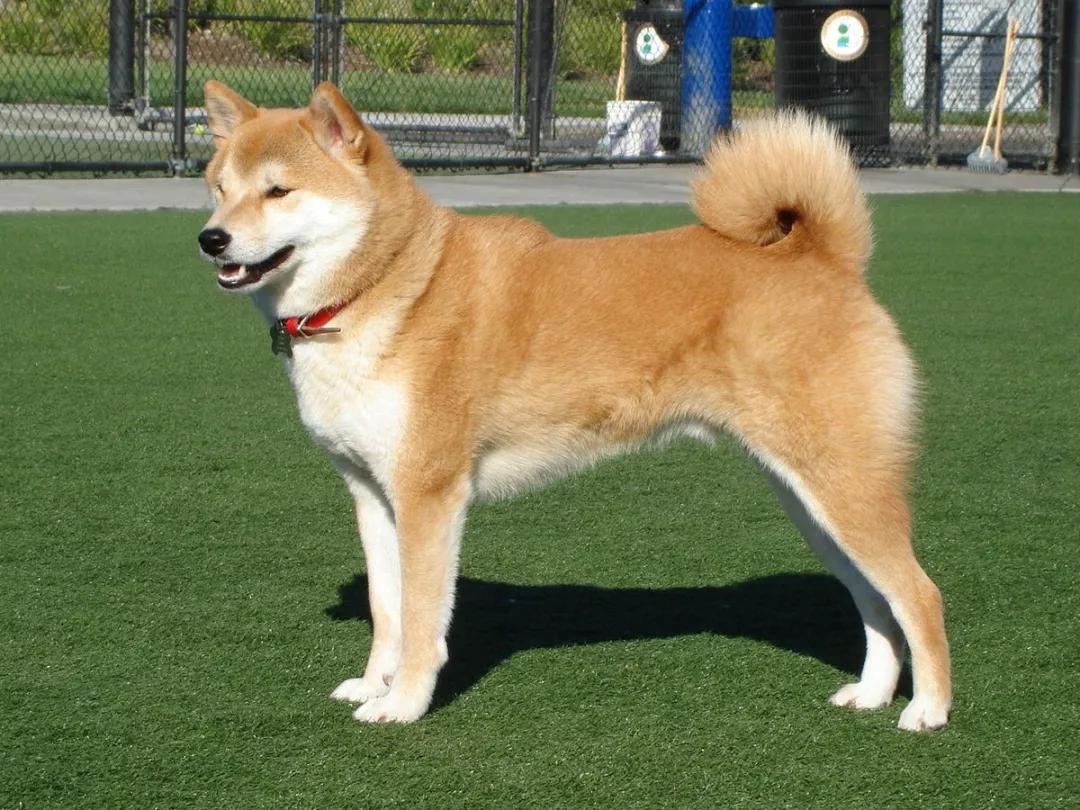 二代大狗_二代大狗_二代大狗