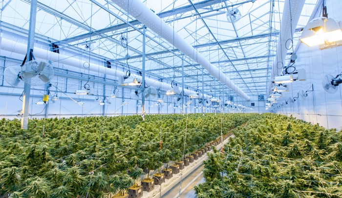 森林下载版_森林下载手机版普通下_手机森林游戏下载