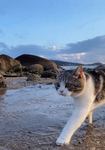 手机游戏控制猫的游戏-【必玩游戏】猫咪大冒险：亲密互动+刺激