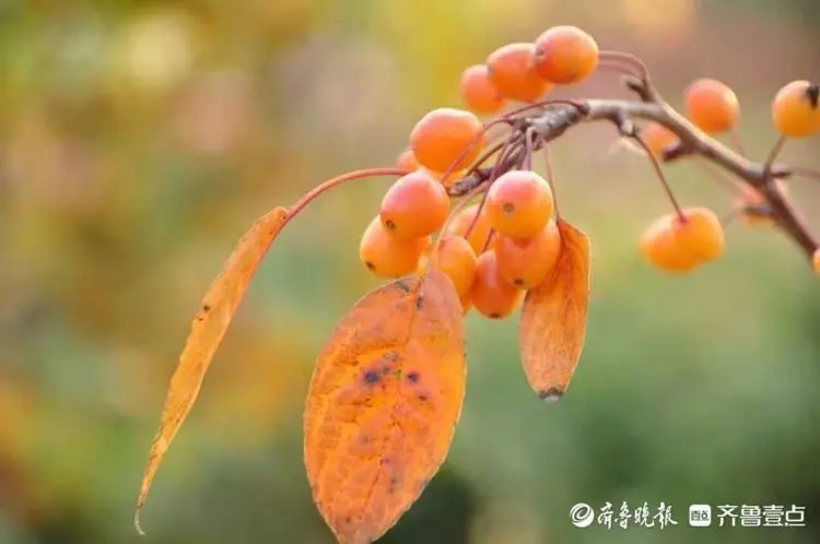 姬海棠果萌娘百科_姬海棠果_姫海棠果