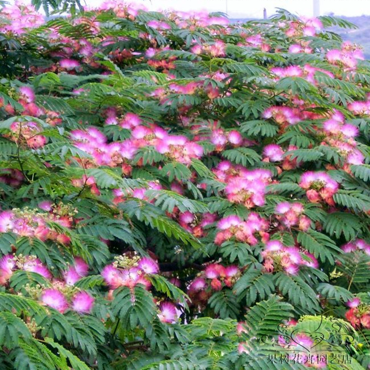 手机游戏拍摄花开_拍花开的视频_花开游戏规则