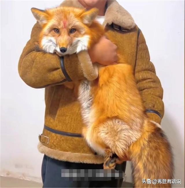 狐狸钱包转错钱包_小狐狸钱包交易出错怎么解决_小狐狸钱包显示错误