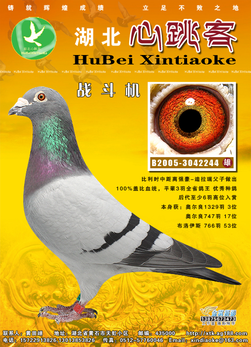 灰羽联盟_灰羽转职什么好_灰羽属性