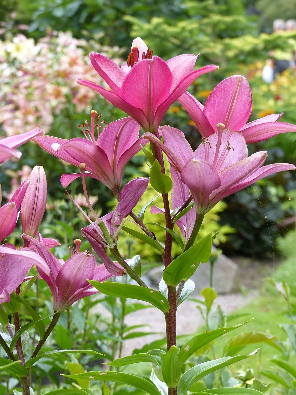 花园百合铃_花园百合铃人设_花园百合铃为什么不会被石化