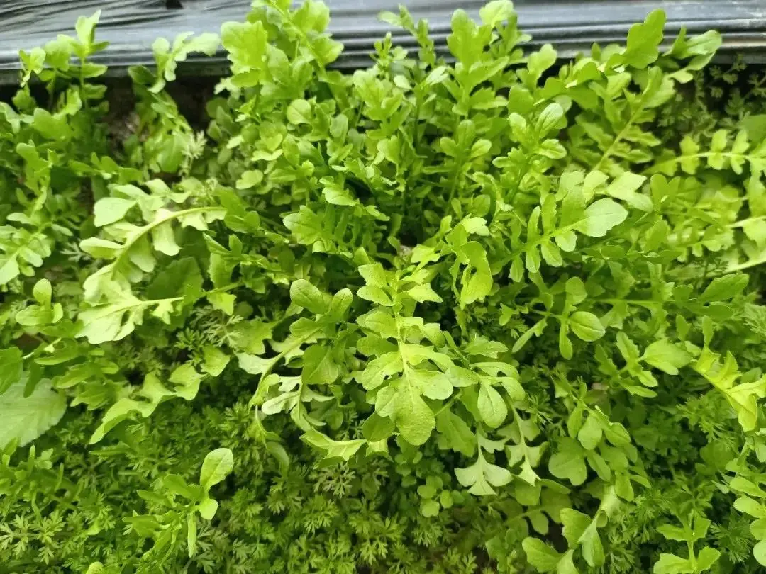 小狐狸钱包的作用_狐狸钱包_小狐狸钱包电脑版教程图片