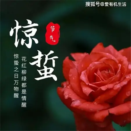 雨水节气文案幼儿园_雨水节气文案_雨水节气文案公众号学校